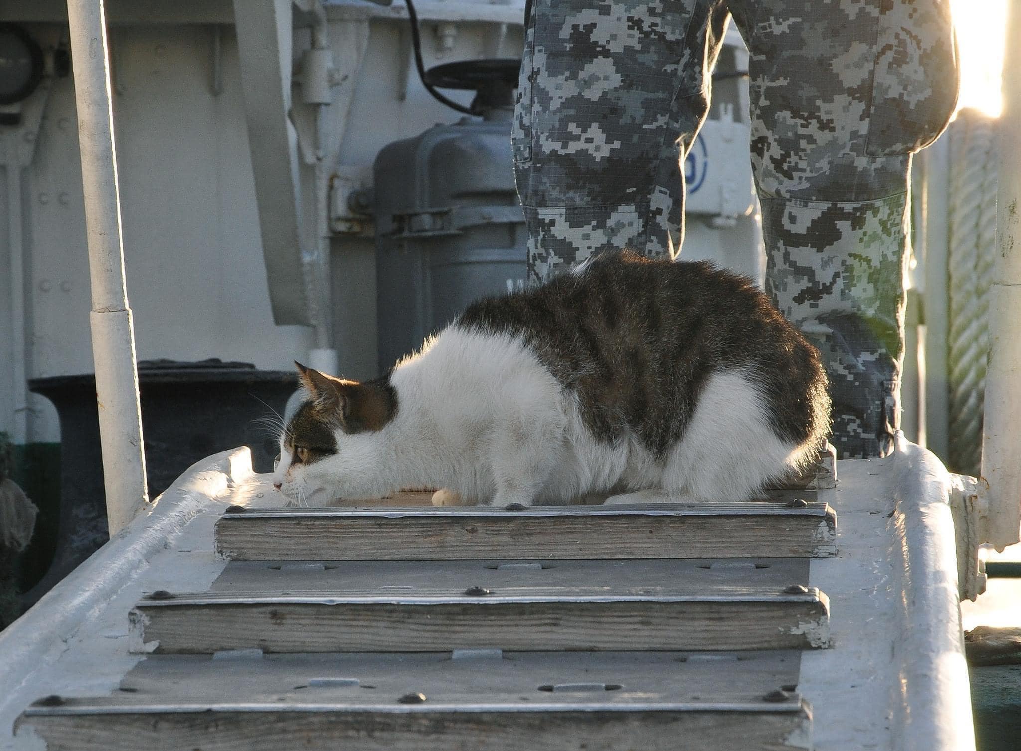 коты пограничников морской охраны