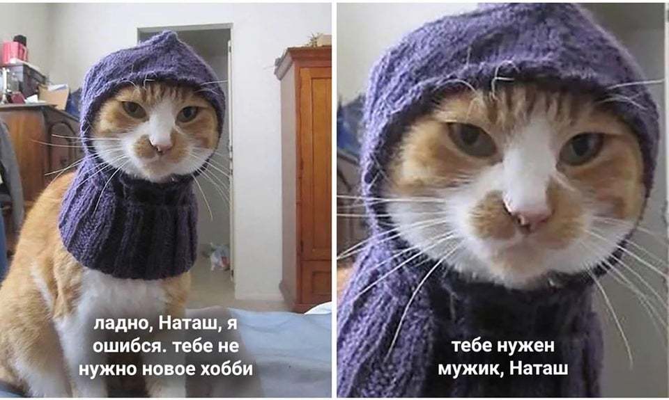 кота и наташа приколы