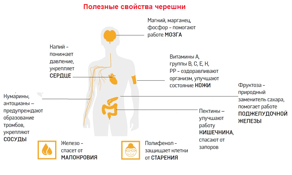 черешня польза