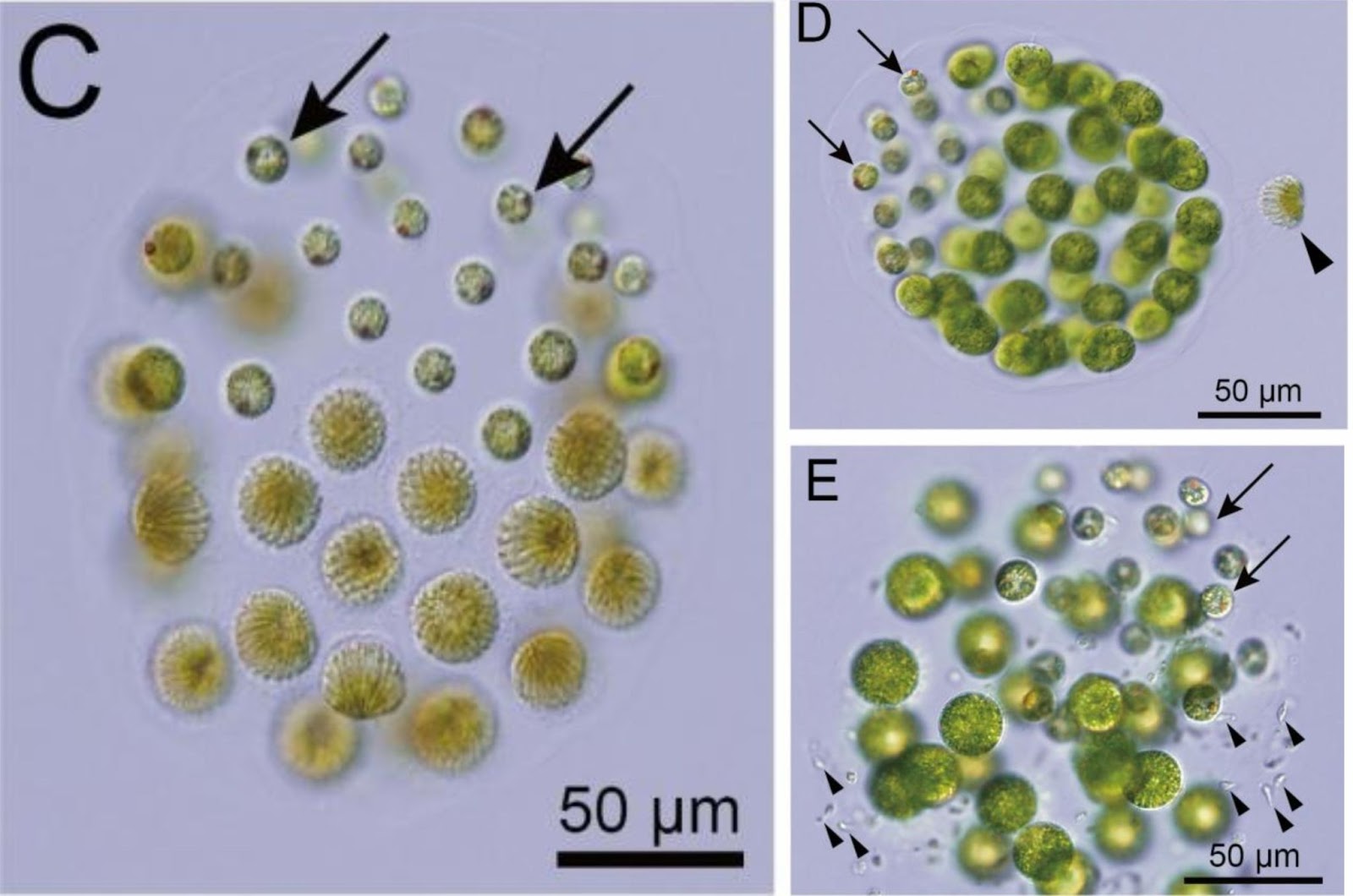 Pleodorina starrii