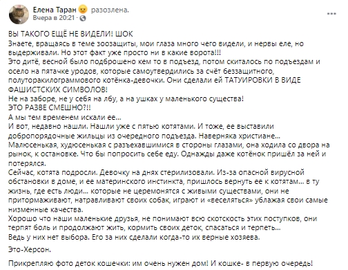 В Херсоне обнаружили бездомную кошку с нацистскими татуировками