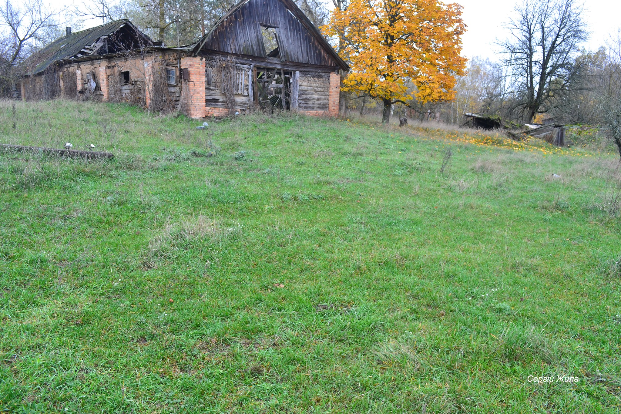 Фото одичавших коров в Чернобыльском заповеднике. Фото: Чернобыльский заповедник