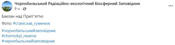 Баклан заблудился в Чернобыльском заповеднике. Фото: Чернобыльский заповедник