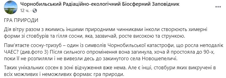 Выкрученные деревья Чернобыльской зоны отчуждения. Фото: Чернобыльский заповедник