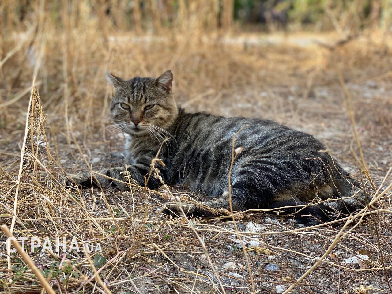 В Киеве подожгли кошачий приют