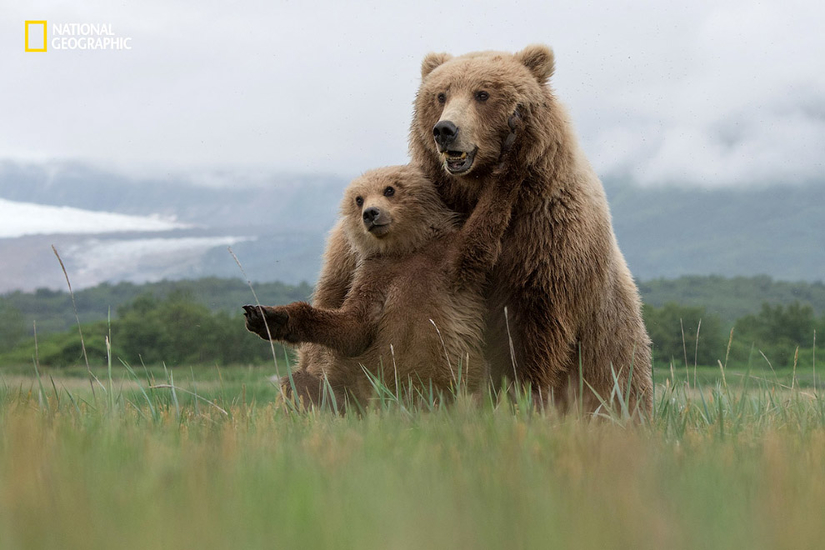 Бурые медведи на Аляске
Фото Aaron Baggenstos | 2016 National Geographic Nature Photographer of the Year